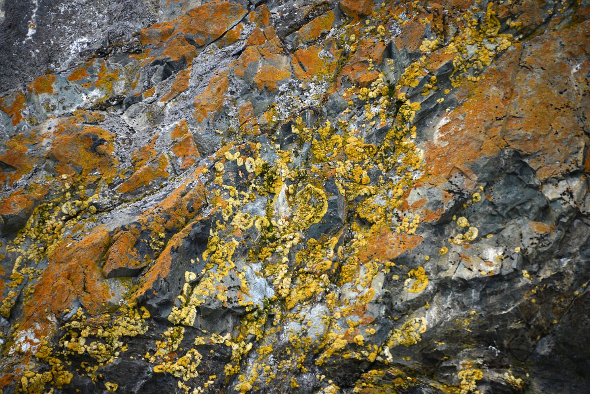 06B Multi-coloured Lichen On Rocks At Paradise Harbour Near Brown Station From Zodiac On Quark Expeditions Antarctica Cruise